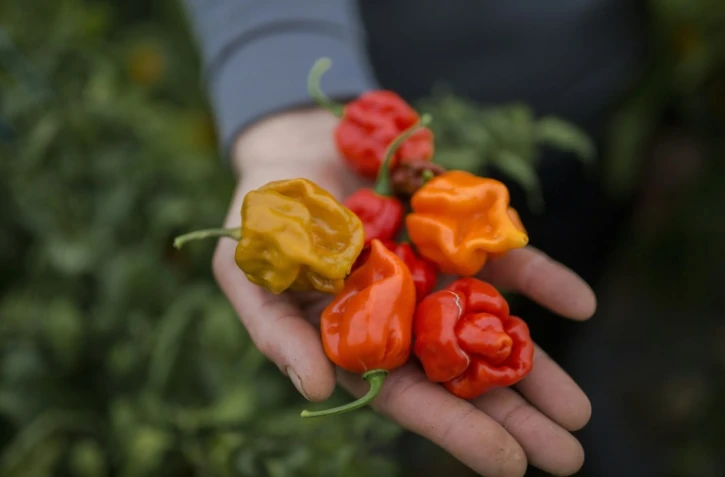 Piments carolina reaper 