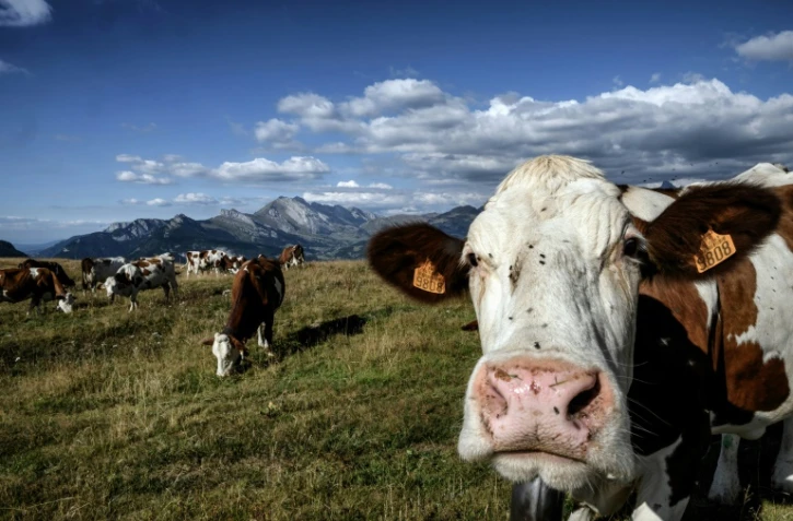 Un troupeau de vaches à La Clusaz, en Haute-Savoie, le 26 août 2022