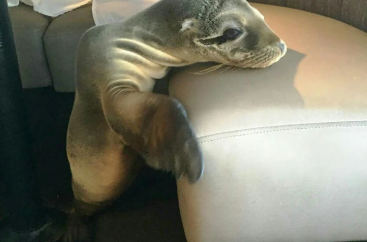 Une photo fournie par Bernard Guillas, le 5 février 2016 montre un bébé otarie endormi qui s'est faufilé jusqu'à un restaurant chic de bord de mer à La Jolla près de San Diego, en Californie