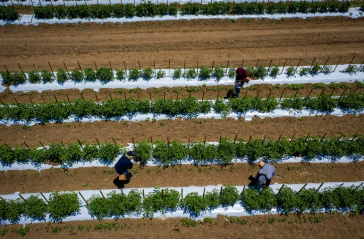 Des plants de tomates dans la ferme Gonzalez, le 29 mars 2021 à Porto Rico