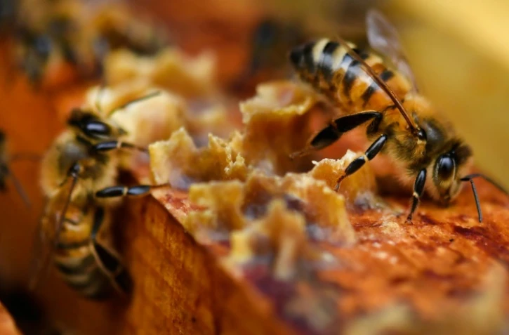 Des abeilles sur des cadres de miel à Ploerdut, dans l'ouest de la France, le 19 juin 2018 