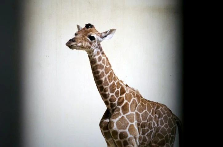 Melman, girafon mâle, le 13 juillet 2021, deux jours après sa naissance au zoo de Beauval