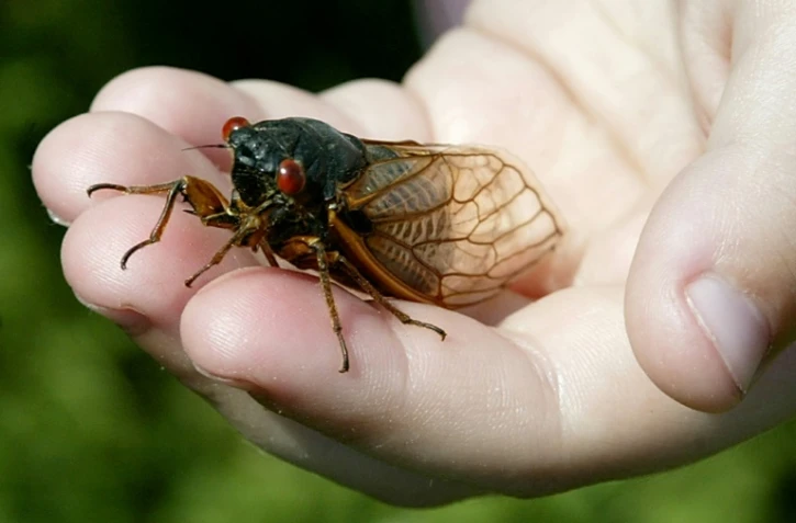 Une cigale, le 14 mai 2004 à Alexandria, en Virginie