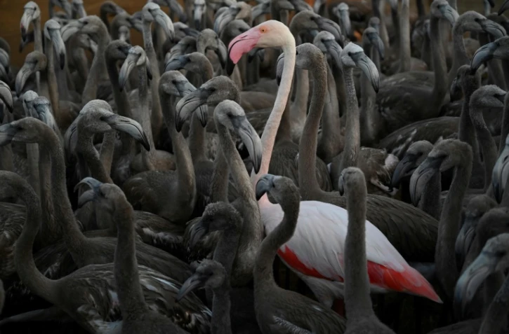 Un flamant rose entouré de poussins à Aigues-Mortes, près de Montpellier le 5 août 2020