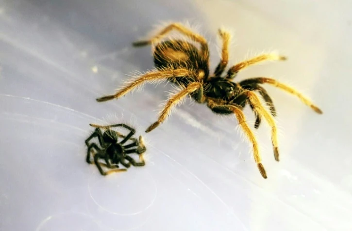 Des tarentules saisies à l'aéroport colombien de Bogota le 31 mars 2022