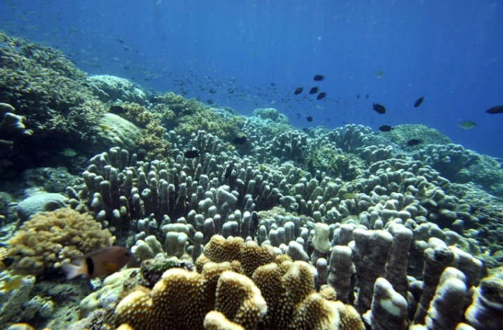 Les récifs coralliens, animaux marins composés de centaines voire de milliers de polypes, sont de la même famille que les méduses, les anémones de mers et les gorgones