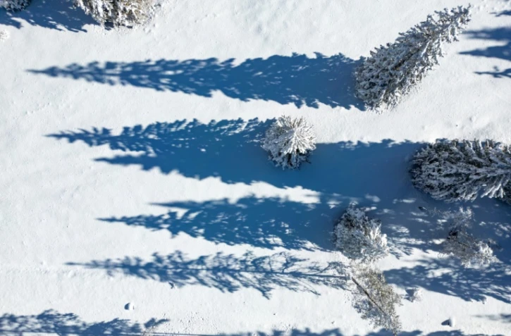 Les sapins sous la neige à Toblach près de Cortina, le 26 janvier 2026