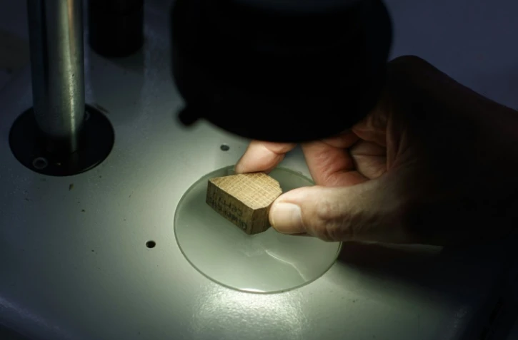 Examen d'un échantillon de bois dans un laboratoire britannique à Kew (Londres), le 19 février 2019