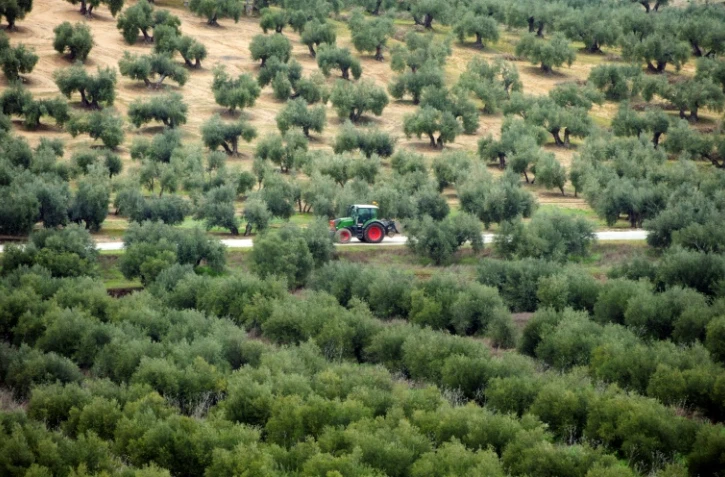 Champ d'oliviers à Lopera, près de Jaen, dans le sud de l'Espagne, le 24 mars 2025