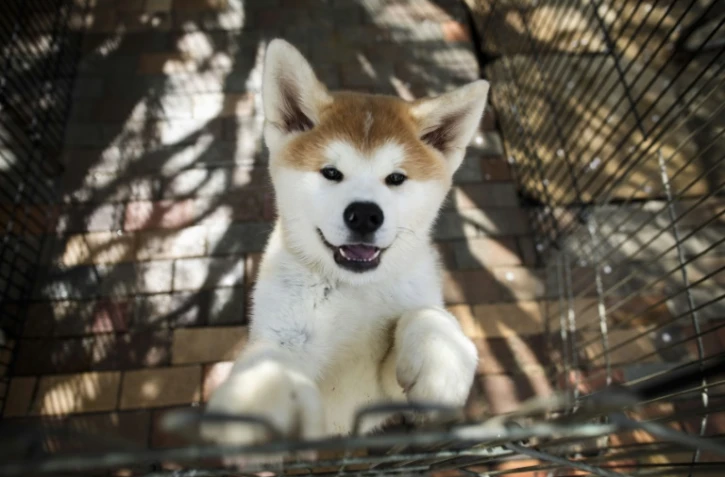 Un chien Akita le 3 avril 2018 dans un élevage à Takasaki, au Japon