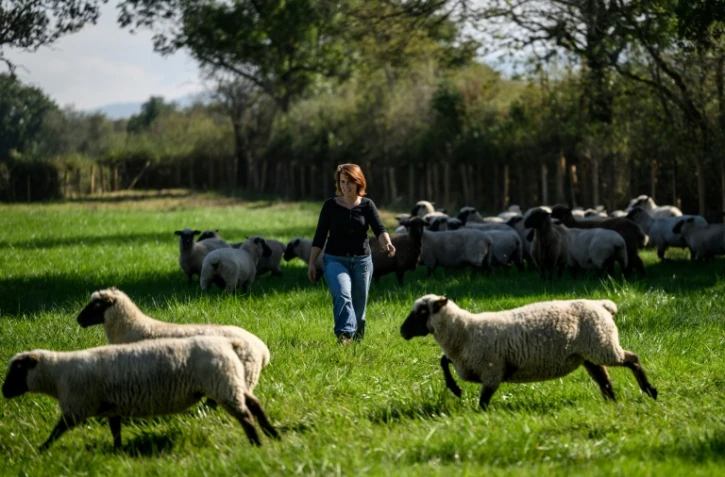 Chloé Pimont, une comédienne parisienne et végétarienne devenue éleveuse de brebis dans le Morvan, s'occupe de ses bêtes le 29 septembre 2025 à Monthelon, en Saône-et-Loire