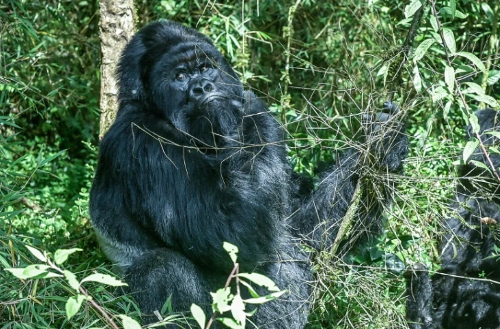Un gorille de montagne au "dos argenté" dans le Parc national des volcans, au Rwanda, le 29 octobre 2021