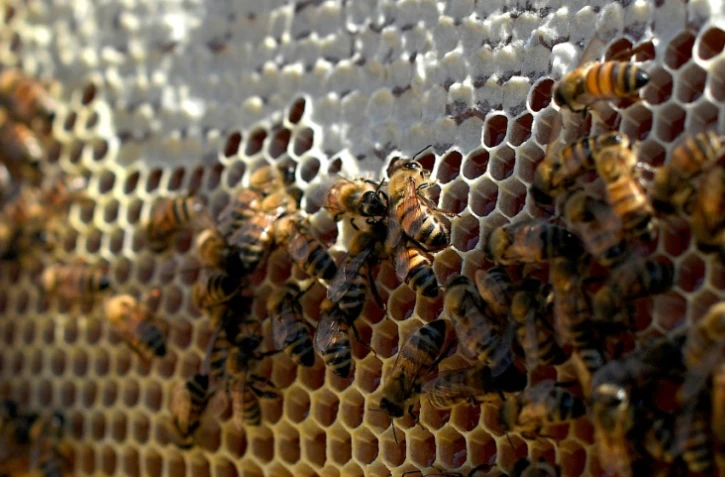 Des abeilles dans une ruche à Rome le 26 juillet 2018.