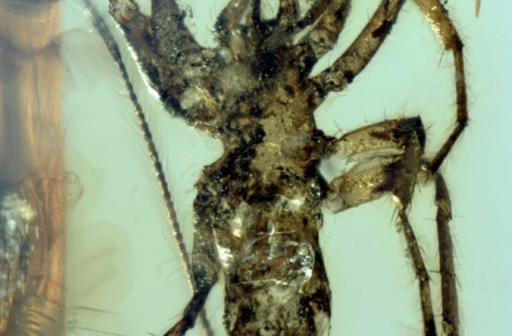 Photo fournie par le site de la revue Nature le 5 février 2018 une araignée Chimerachne yingi