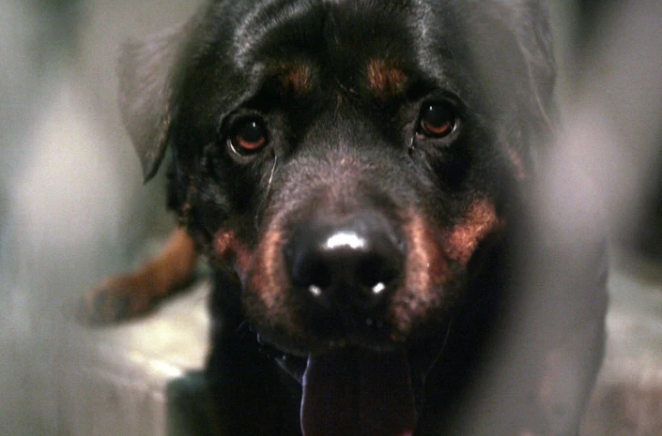 Un bébé de 14 mois, mordu par le rottweiler de sa famille, est mort  matin à Saint-Aubin (Aisne)