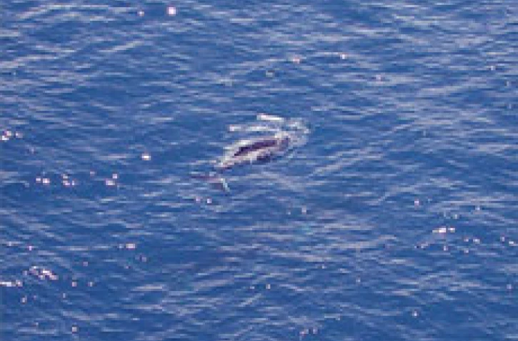 Une baleine et son petit évoluaient au large de Saint-Pierre (Sud de la Réunion) ce vendredi 6 octobre 2000 au matin. En provenance des eaux froides de l'Antarctique, la mère est venue mettre au monde son bébé dans les eaux plus chaudes de l'Océan indien