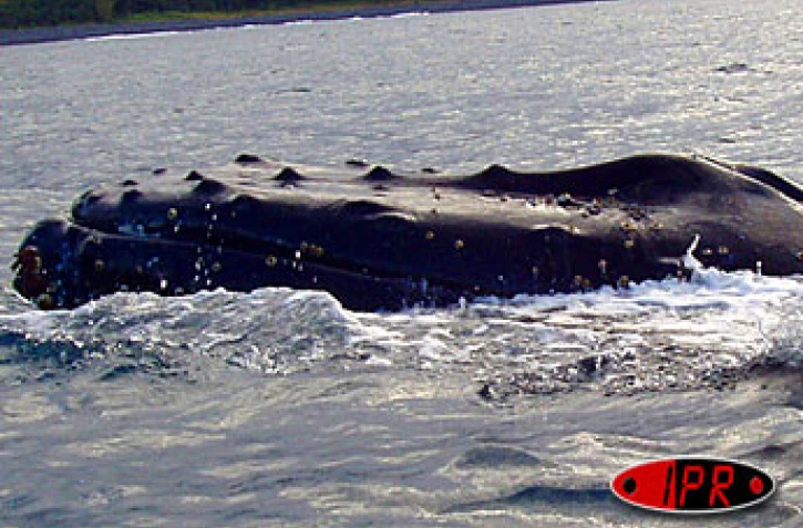 Mardi 19 août 2003 -
Baleine en vue au large de Sainte-Rose - 
Photo Jean-Michel Prevet