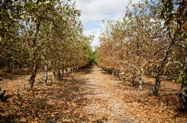 Des arbres fruitiers touchés par la sécheresse dans une ferme de Piketberg, au nord du Cap, le 7 mars 2018
