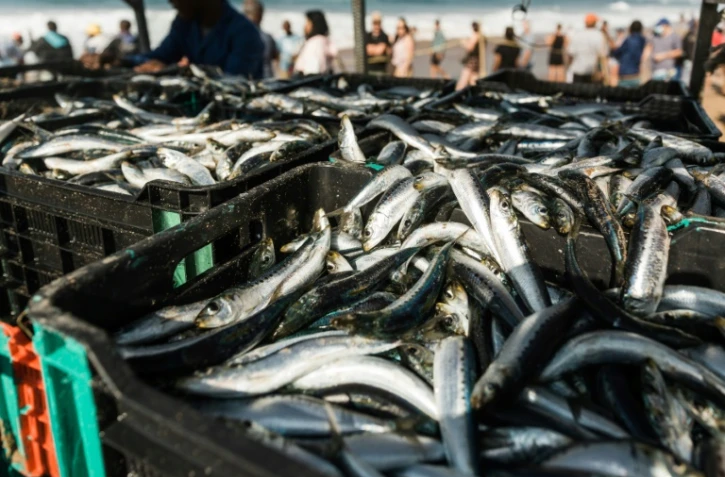 Des casiers de sardines sur la plage de Warner, au sud de Durban, le 20 juin 2021