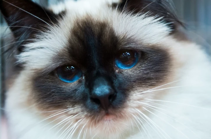 Un chat birman à Dortmund le 9 mai 2014