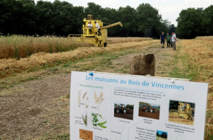 Première moisson, le 20 juillet 2016, à la Ferme de Paris, une exploitation biologique de cinq hectares située dans le bois de Vincennes