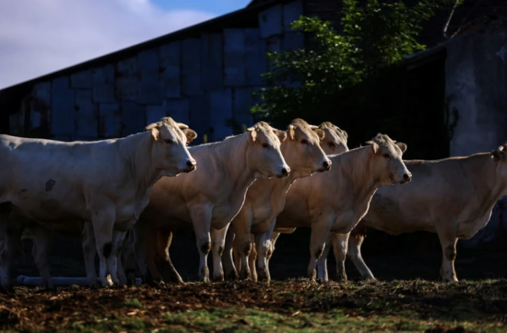 Le sommet de l'élevage, plus grand salon du genre en Europe, ouvre ses portes à Cournon d'Auvergne (Puy-de-Dôme), sous forte pression des professionnels de la viande bovine dans un contexte de déclin de la production française