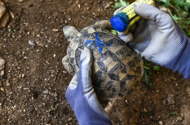 La vétérinaire Cleopatra Gkika dessine à la craie bleue une croix sur la carapace d'une tortue qu'elle vient d'examiner, le 29 septembre 2023 à Kalyvia Thorikou, en Grèce