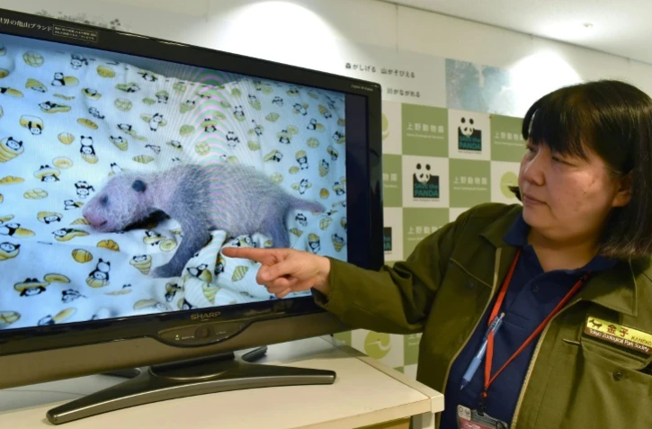 Mikako Kaneko, du zoo d'Ueno à Tokyo, montre un bébé panda lors d'une conférence de presse le 23 juin 2017 dans la capitale japonaise