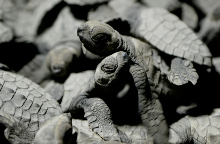 Des tortues olivâtres placées dans un seau pour être admirées par les touristes, avant d'être relachées sur la plage de Morong, le 7 janvier 2016