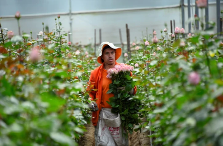 Un employé de l'entreprise néerlandaise Dümmen Orange cueille des roses dans une serre à Guachala, en Equateur, le 11 juillet 2022
