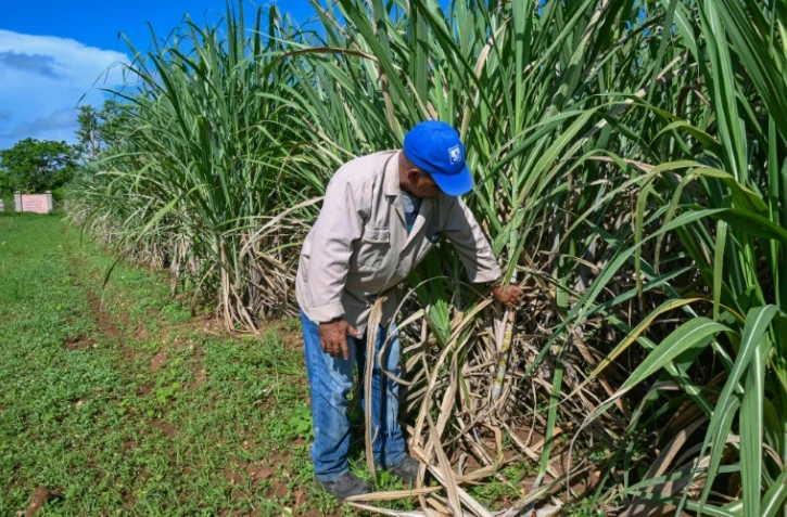 Un ouvrier inspecte des cannes à sucre qui serviront à de nouvelles plantations, à la coopérative agricole Rigoberto Corcho, dans la province d'Artemisa, le 27 juin 2024 à Cuba