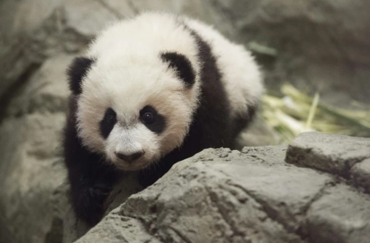 Le panda géant Bei Bei, le 16 décembre 2015 à Washington