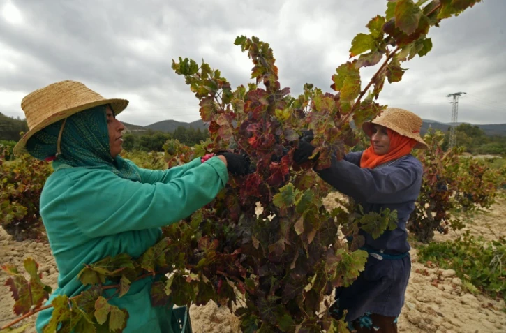 Des Tunisiennes font les vendanges dans le domaine viticole de Neferis, région de Grombalia (40 km au sud-est de Tunis), le 16 septembre 2016