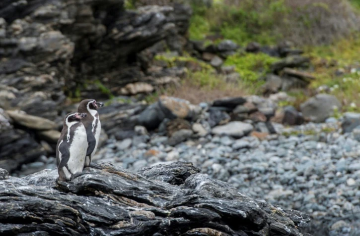 Les manchots de Humboldt, une espèce menacée de disparition, ont stoppé un vaste projet minier dans la ville chilienne de La Higuera.