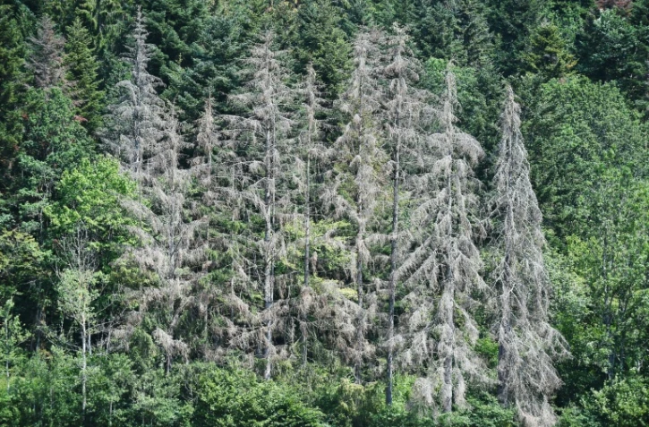 Des arbres souffrant de la sécheresse le 12 juillet 2019 à Masevaux, France