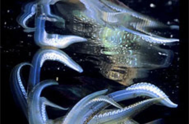Fonds marins réunionnais vus par Laurent Bèche.