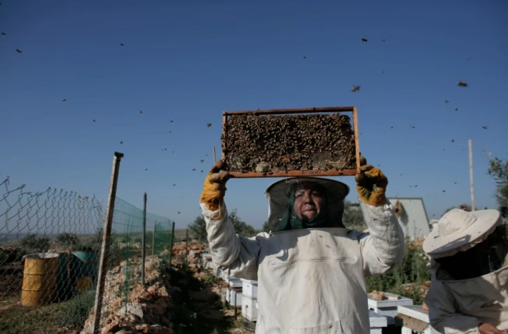 Une apicultrice palestinienne le 29 février 2016 à Deir Ballut, au nord de Ramallah