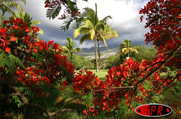 Arbre symbole de La RĂ©union, le flamboyant se pare de fleurs rouge vif pour les fĂȘtes de fin d'annĂ©e