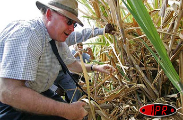 Lundi 5 décembre 2005 -

Dominique Bussereau, ministre de l'agriculture et de la pêche a visité une exploitation de cannes à sucre dans les hauts de Saint-Paul (Ouest)