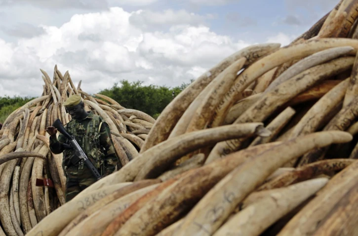 Un membre du Service kényan de la faune (KWS) devant des pyramides défenses d'éléphants le 28 avril 2016 dans le parc national de Nairobi 