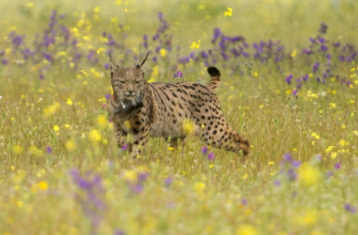 La demande croissante d'huile d'olive en provenance d'Espagne et du Portugal pourrait bien faire disparaître le lynx, directement affecté par la construction de barrages nécessaires à l'irrigation