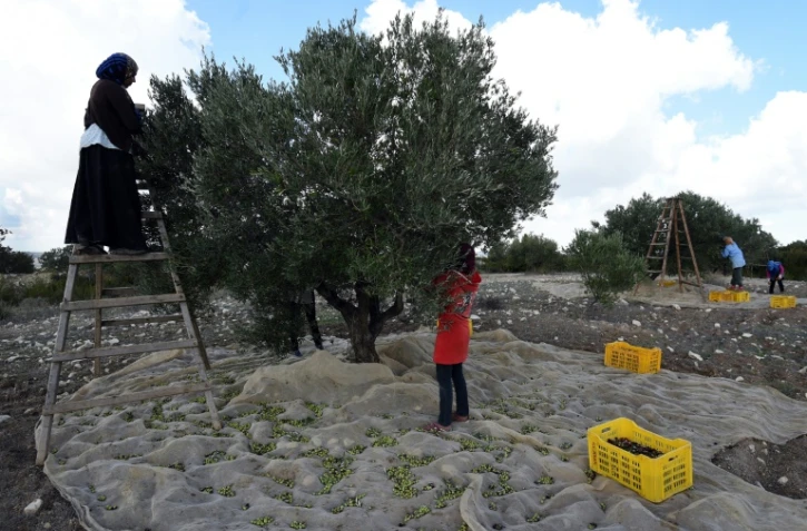 Des femmes récoltent des olives dans le village de Mornag, près de Tunis, le 6 novembre 2015