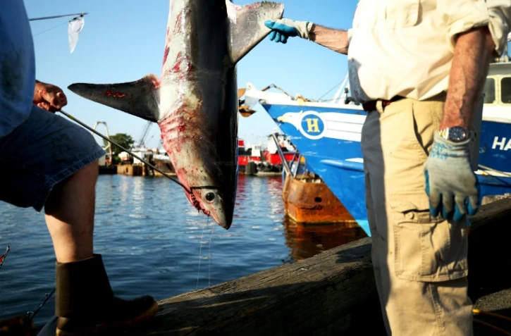Un requin-taupe de 265 livres pesé lors du 31e Tournoi de requins-monstres de l'Atlantique Nord à State Pier 3 le 15 juillet 2017 à New Bedford, dans le Massachusetts