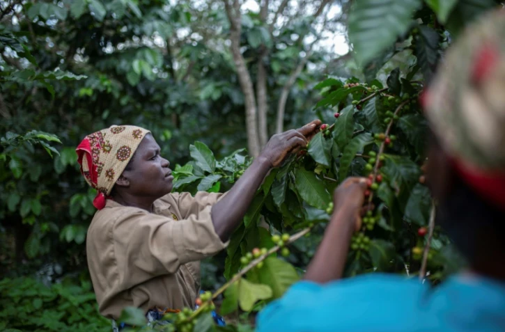 Des ouvriers agricoles dans la plantation de café de Gorongosa, le 20 mai 2022