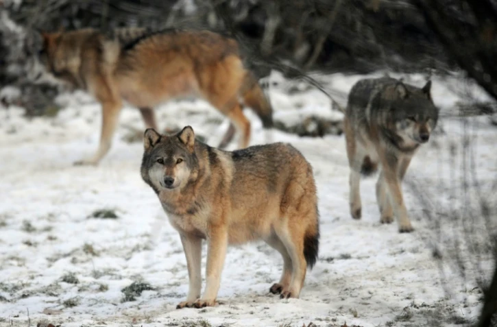 Les loups qui fascinent les amoureux de la nature depuis leur réapparition en France sont devenus la hantise des éleveurs de brebis, qui somment le gouvernement d'agir