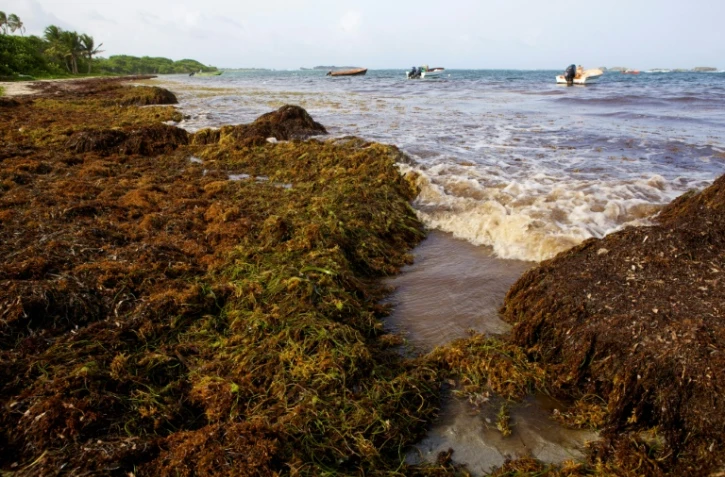 La plage guadeloupéenne de Sainte-Anne polluée par des sargasses en 2011