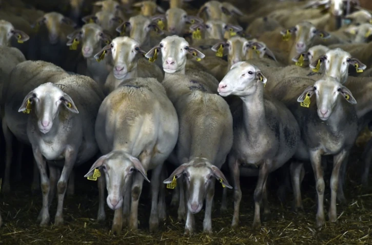 Des brebis dans une ferme à Cornus (Aveyron), en France, le 15 septembre 2017