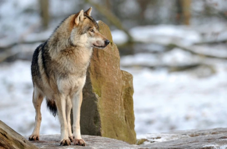 Les loups gris sont toujours plus nombreux dans l'Hexagone, avec une population estimée à 921 à la sortie de l'hiver 2021-2022