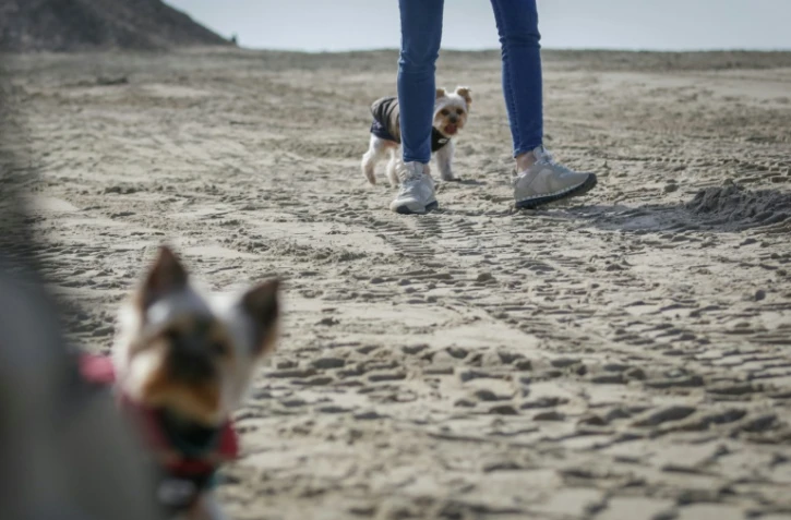 Une femme promène ses chiens sur la plage de Deauville, en Normandie, le 18 mars 2020