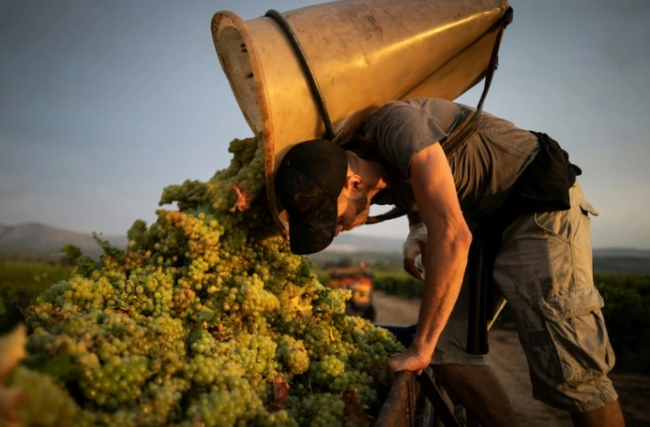 Vendanges à Espira-de-L'Agly, dans les Pyrénées-orientales, le 12 août 2020